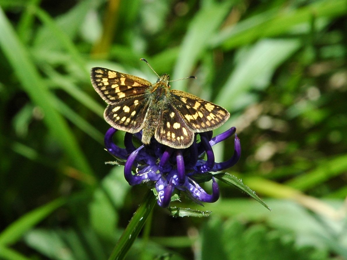 Pyrgus quale - Carterocephalus palaemon